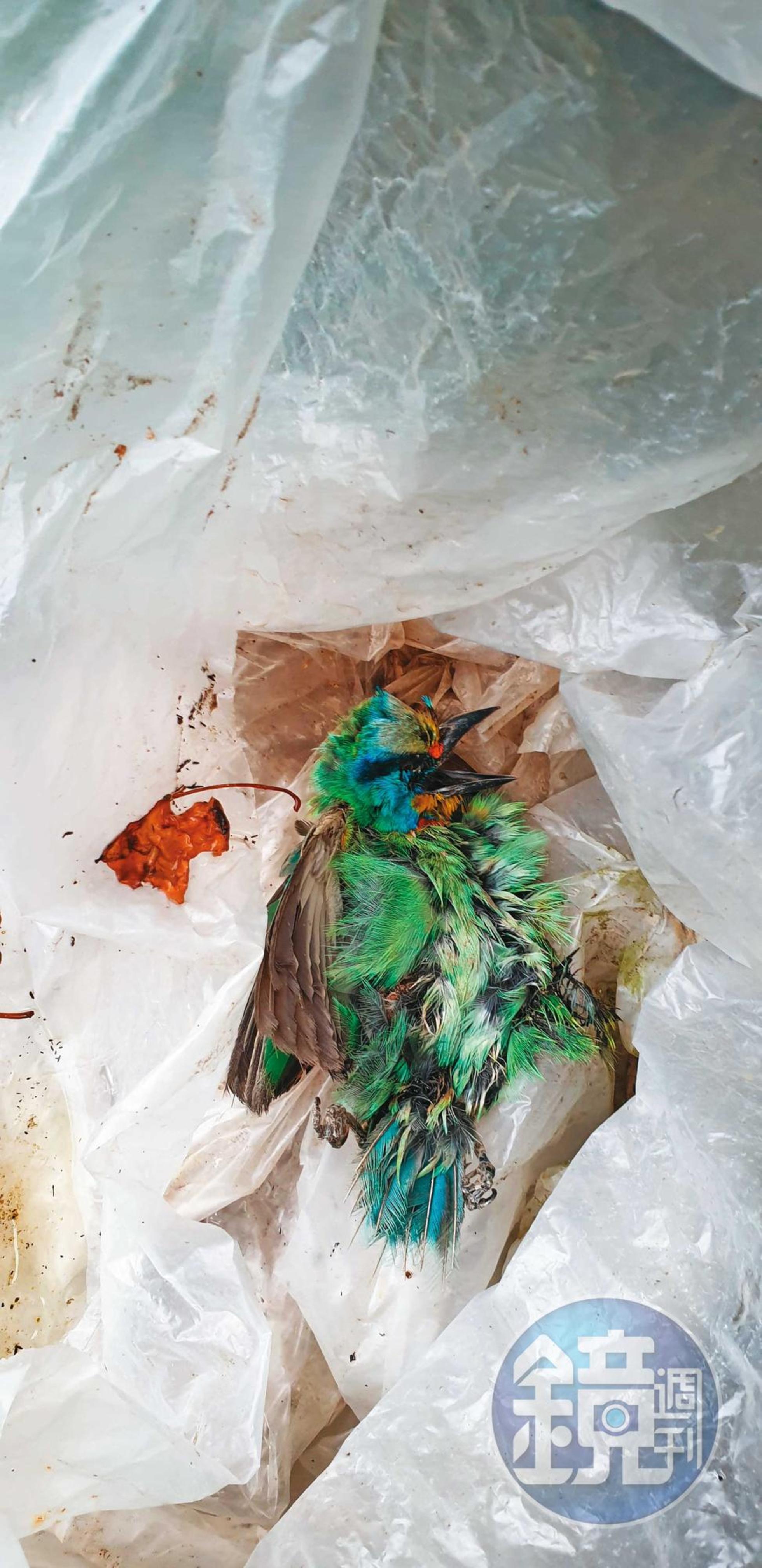 我們在翠鳥學苑外，發現五色鳥的屍體。