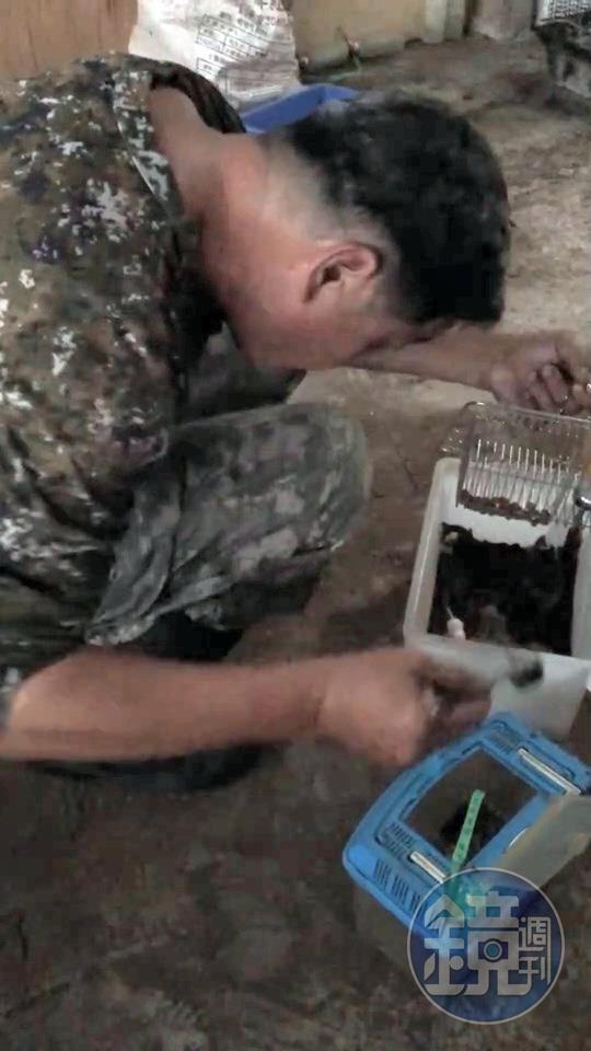 我們隨「翠鳥學苑」的老闆到倉庫抓他養的老鼠,準備天色暗了之後誘拍領角鴞。