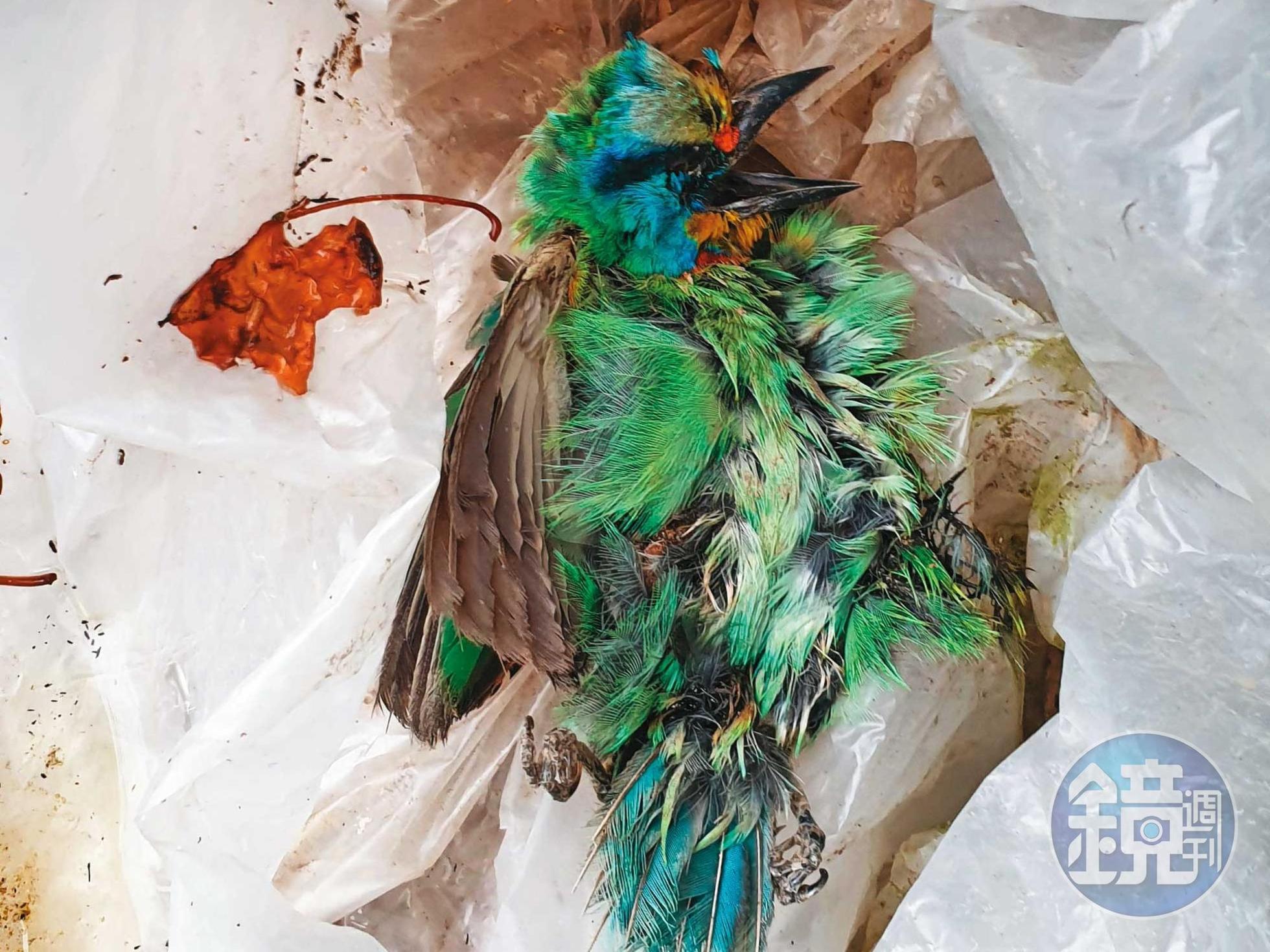 我們在翠鳥學苑外,發現五色鳥的屍體。