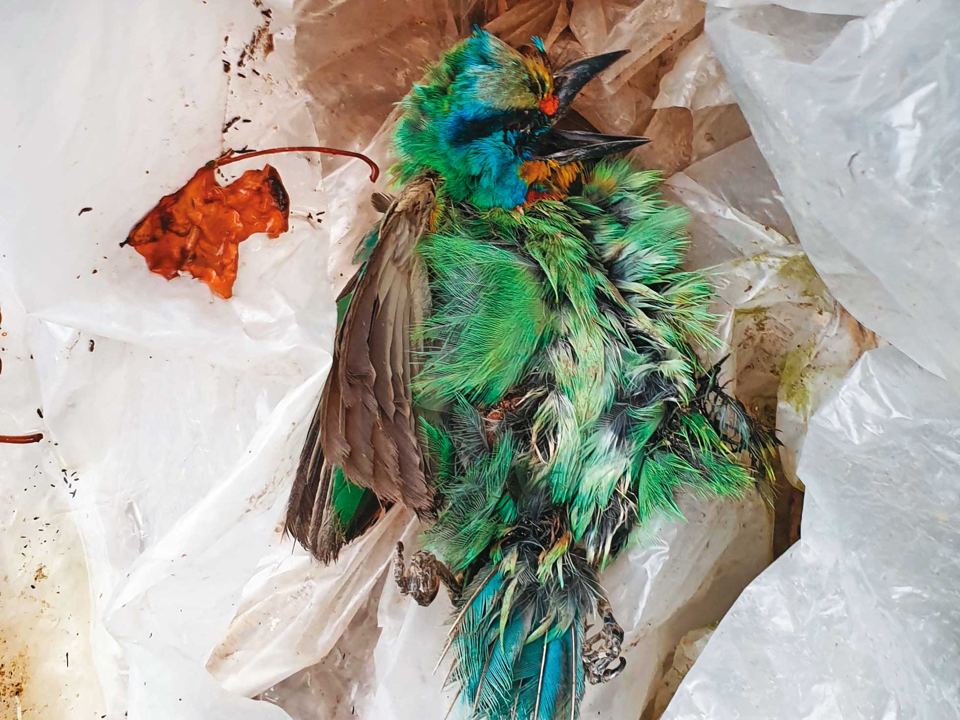 我們在翠鳥學苑外，發現五色鳥的屍體。