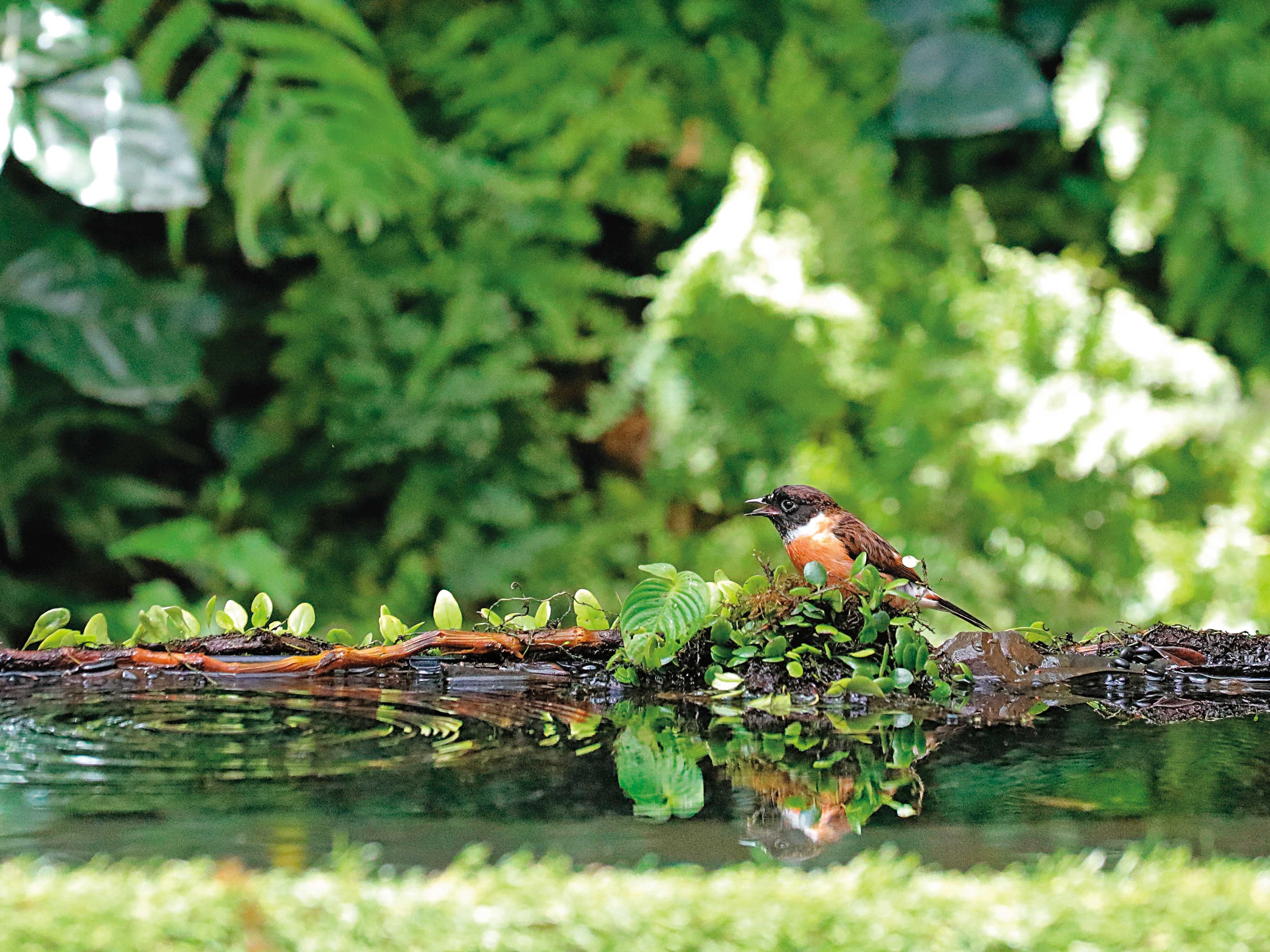 黑喉鴝平常只到台灣渡冬，卻被業者捉入籠中飼養。