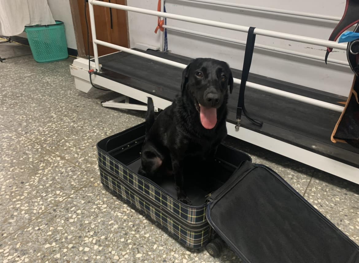 桃園搜救犬Emma看到台北的搜救犬哥哥們前往土耳其，也急著跑進行李箱「打包自己」要出發。（翻攝自Tyfd-K9桃園搜救犬隊臉書）