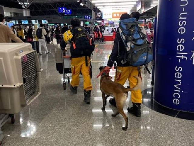 多國救難隊陸續挺進災區，我國救難神犬也出動。（翻自Tyfd-K9桃園搜救犬隊臉書）