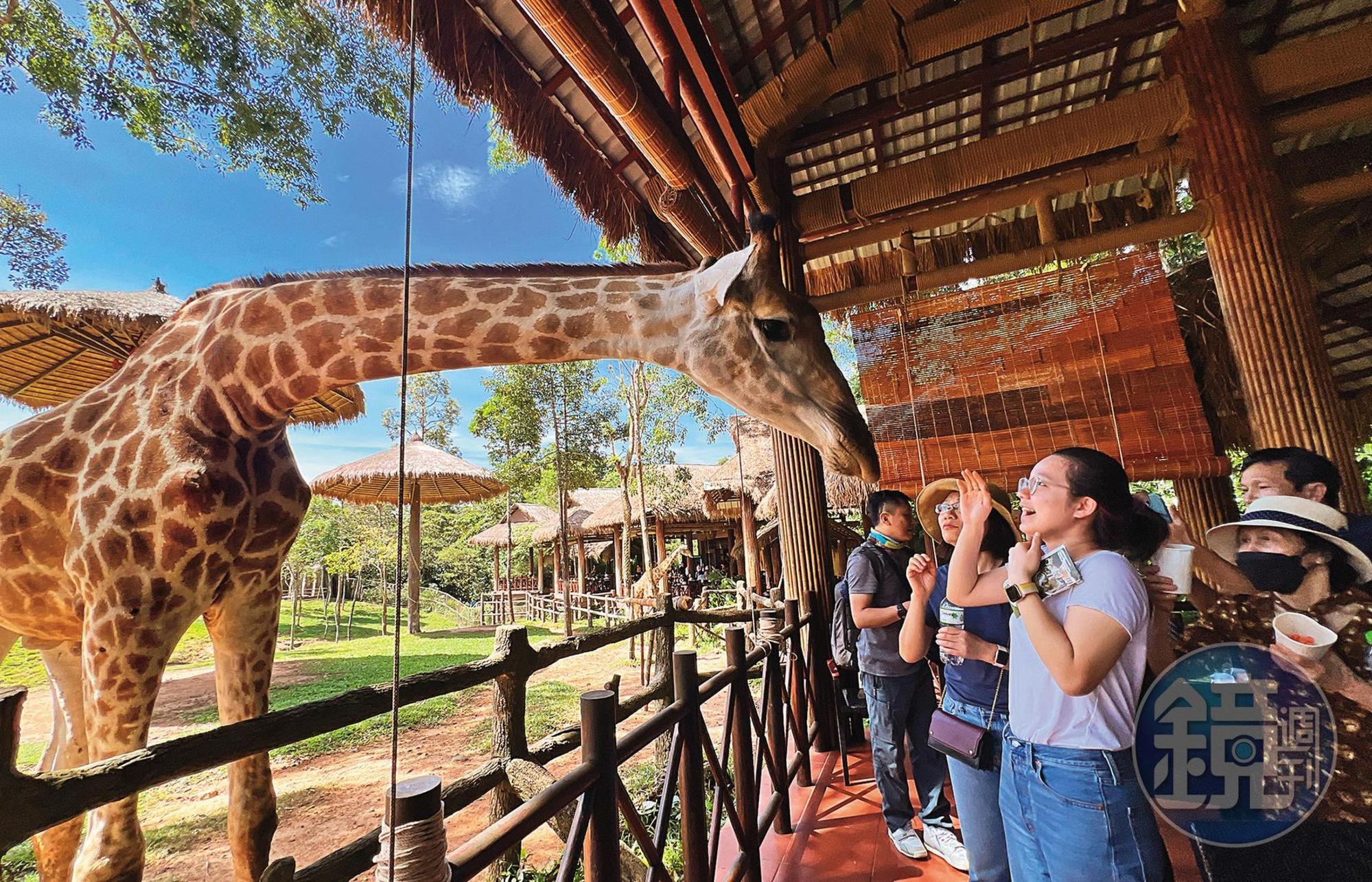 來到富國島的「富國島珍珠野生動物園」有機會跟動物近距離接觸，像是來到長頸鹿餐廳，遊客被允許餵食紅蘿蔔等食物給長頸鹿。