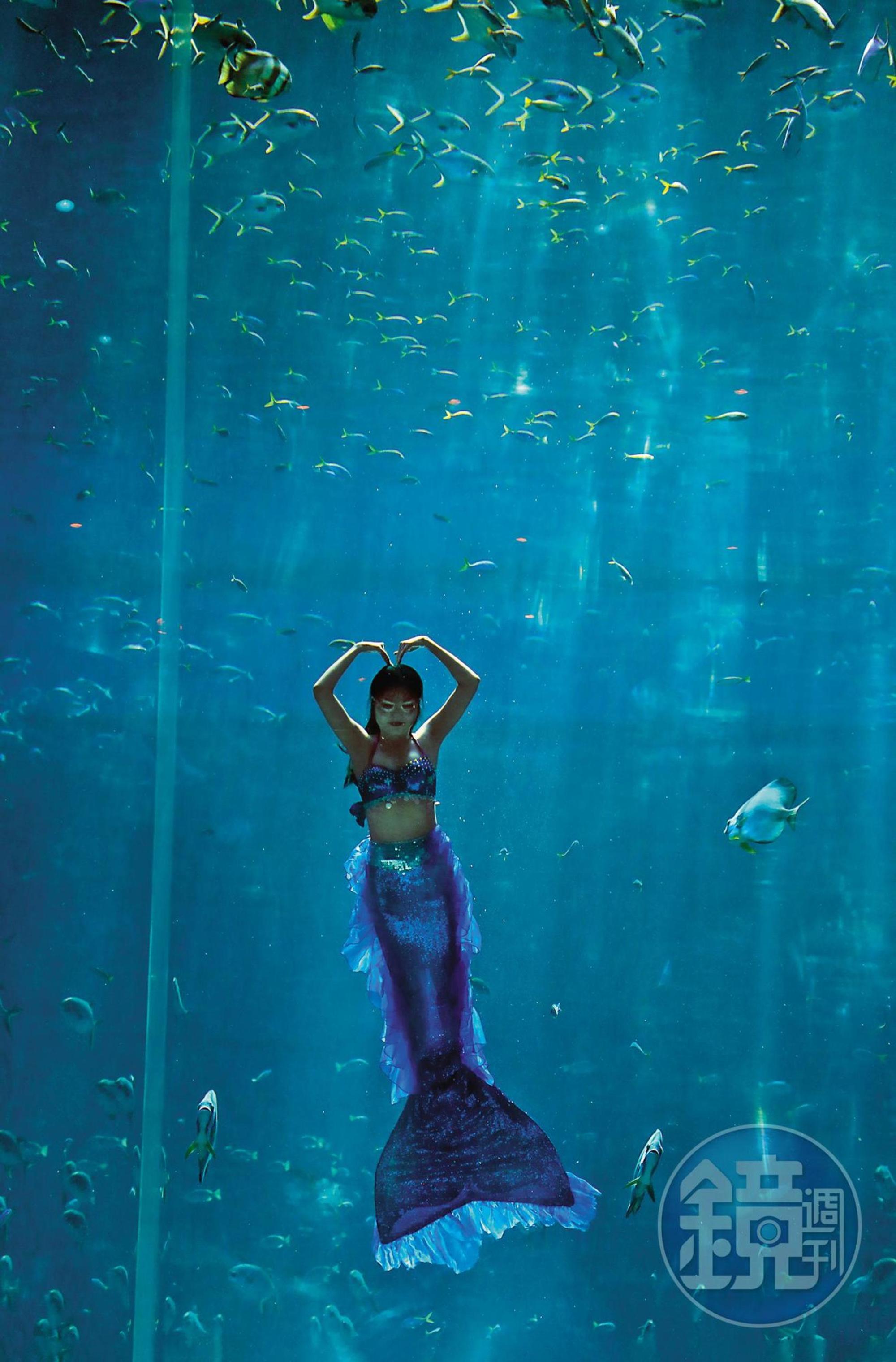 「海龜水族館」每天定時上演精彩的美人魚秀。
