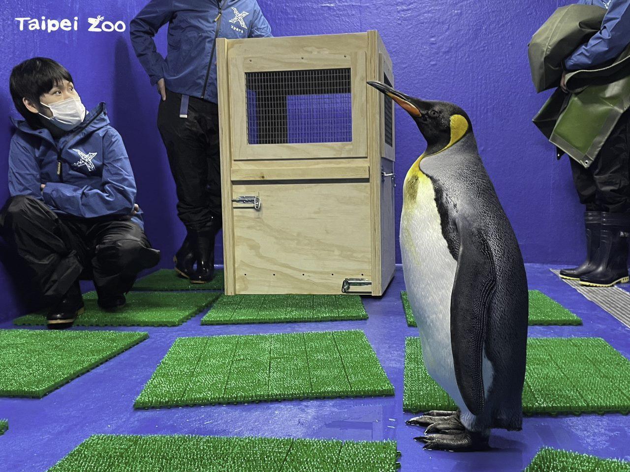 國王企鵝「嘟胖」和Xpark的保育員們熟悉中。（台北市立動物園、Xpark提供）