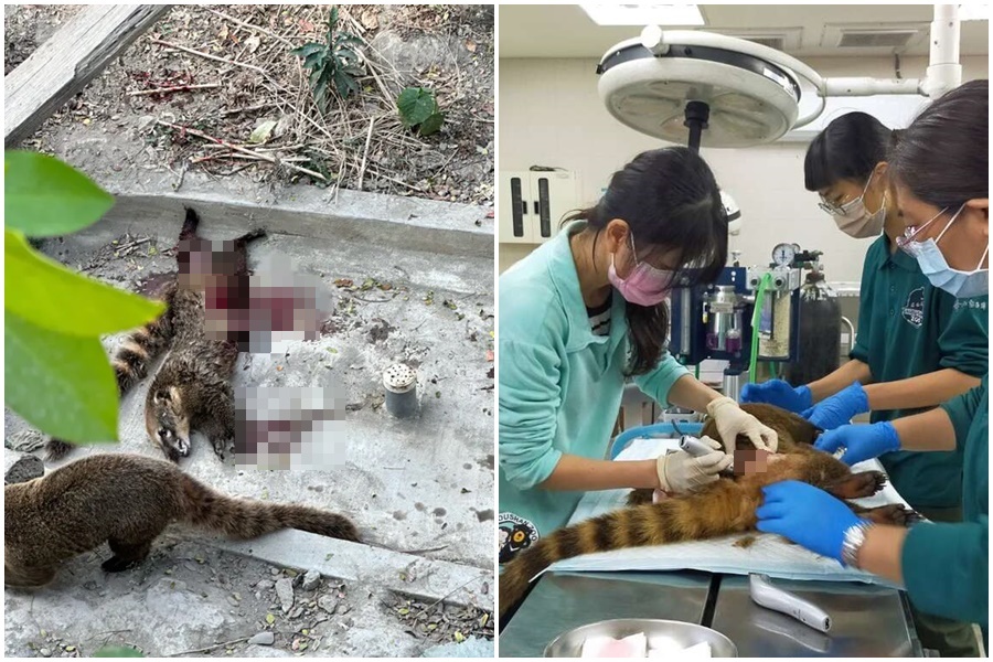 壽山動物園內一隻浣熊遭同類攻擊意外死亡，引起網友討論；動物園主任莊絢智則稱這起意外是他在園區20年來，首度發生的死亡案例，並駁斥同類啃食的消息說法。（翻攝自Dcard、山動物園官網）