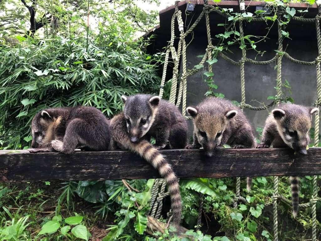 壽山動物園內一隻浣熊遭同類攻擊意外死亡，引起網友討論；動物園主任莊絢智則稱這起意外是他在園區20年來，首度發生的死亡案例，並駁斥同類啃食的消息說法。（翻攝自山動物園官網）