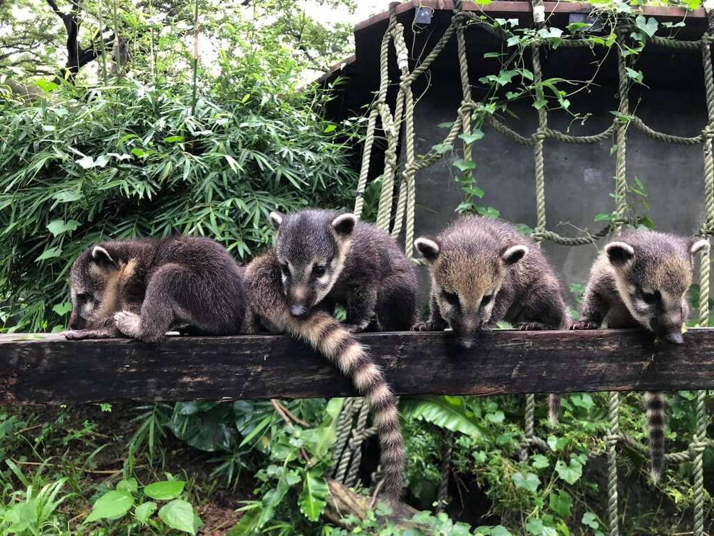 壽山動物園內一隻浣熊遭同類攻擊意外死亡，引起網友討論；動物園主任莊絢智則稱這起意外是他在園區20年來，首度發生的死亡案例，並駁斥同類啃食的消息說法。（翻攝自山動物園官網）