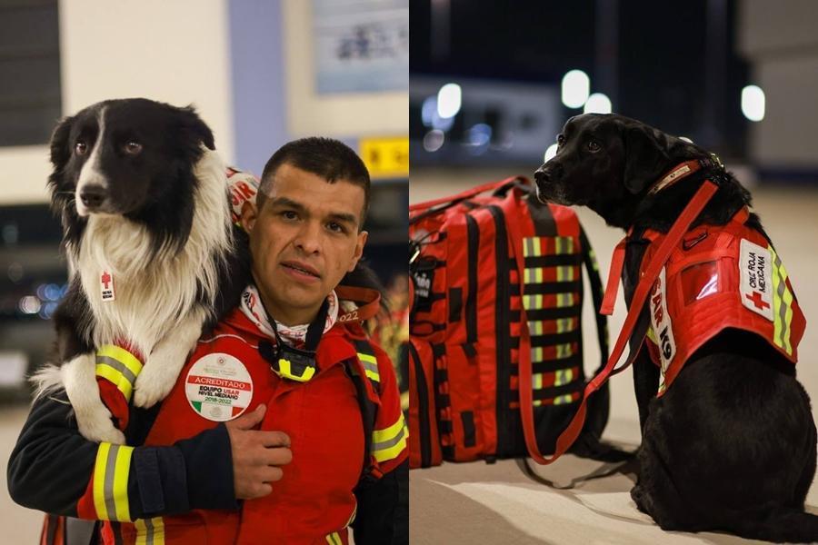 墨西哥的搜救隊員包括搜救犬日前出發前往土耳其。(翻攝自Marcelo Ebrard C. Twitter)