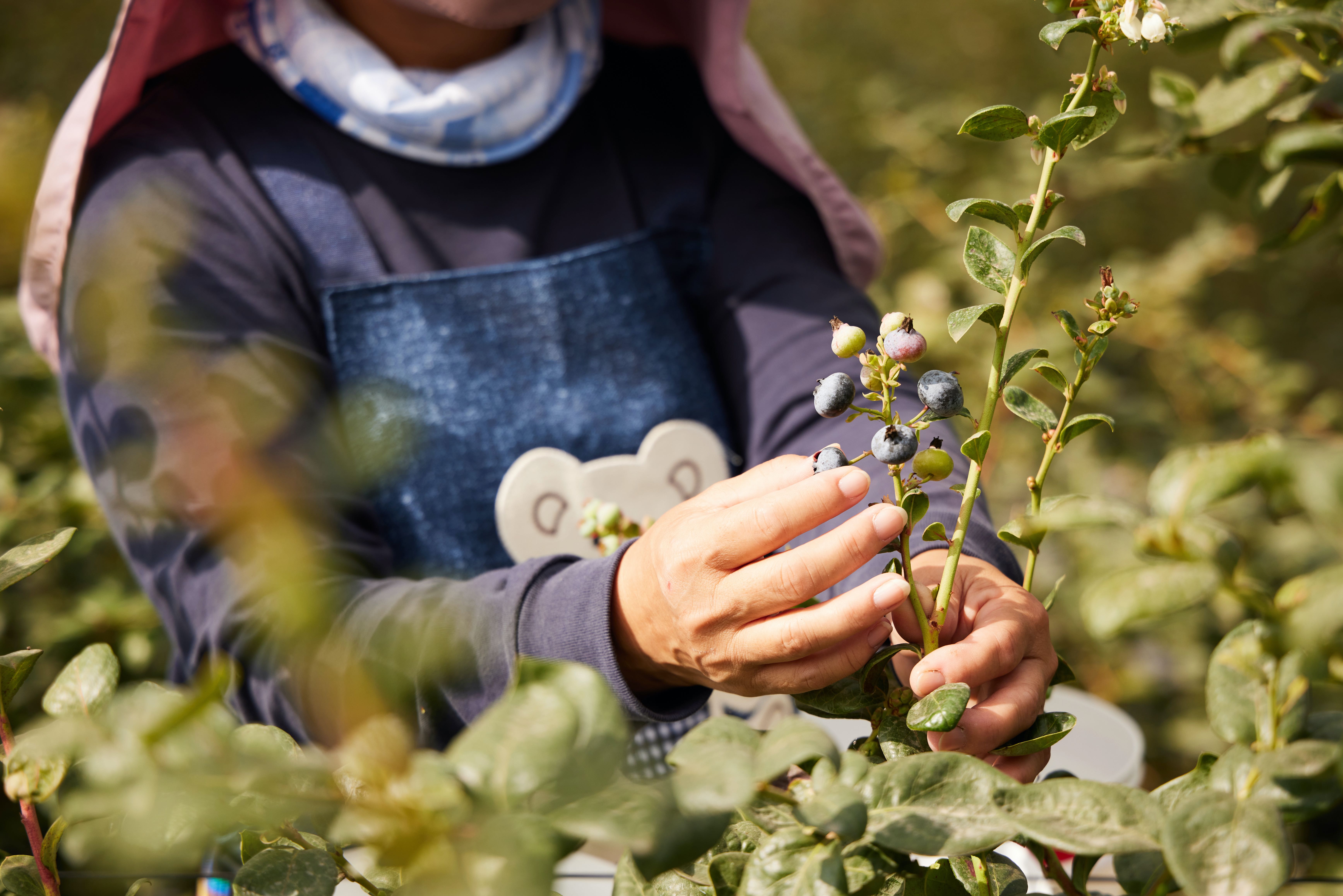 專業採摘員每日晨起親手採摘、嚴選符合規格的藍莓。(山丘藍提供)