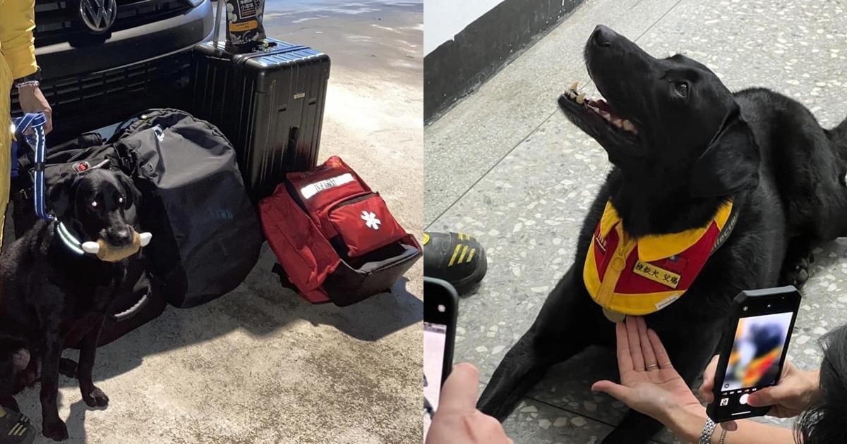 桃園搜救犬Emma「咬雞腿待命」萌翻眾人。（翻攝自Tyfd-K9桃園搜救犬隊臉書）