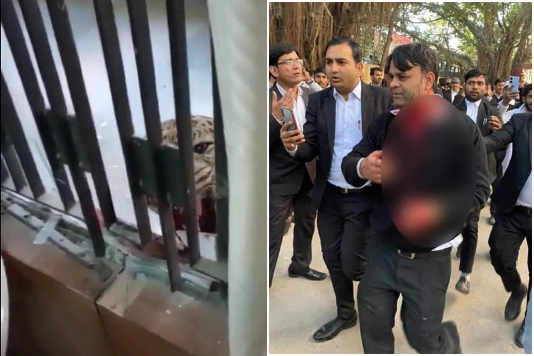 花豹闖法庭大開殺戒,6人被狠咬!律師脖子當場濺血。(翻自《都市報》)