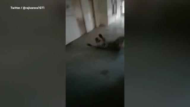 花豹一度被法院人員制伏。(翻自《都市報》)