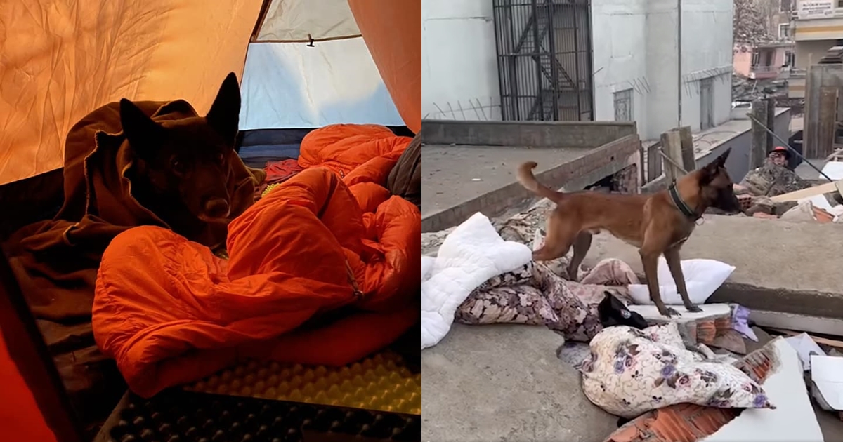 隸屬消防署搜救犬隊的Lan（左）累到睡翻，隸屬台北市搜救隊的搜救犬Sato（右）工作英姿曝光。（翻攝自Tyfd-K9桃園搜救犬隊、臺北市搜救隊臉書）