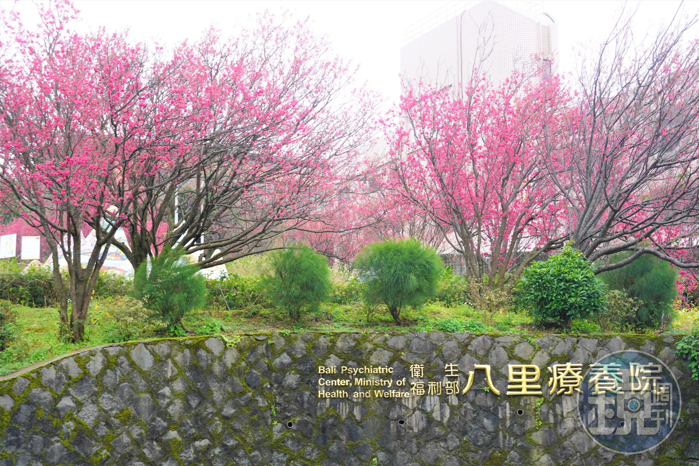 八里療養院一直是新北的賞櫻祕境,園區內櫻以山櫻花與八重櫻為最主。(八里區公所提供)