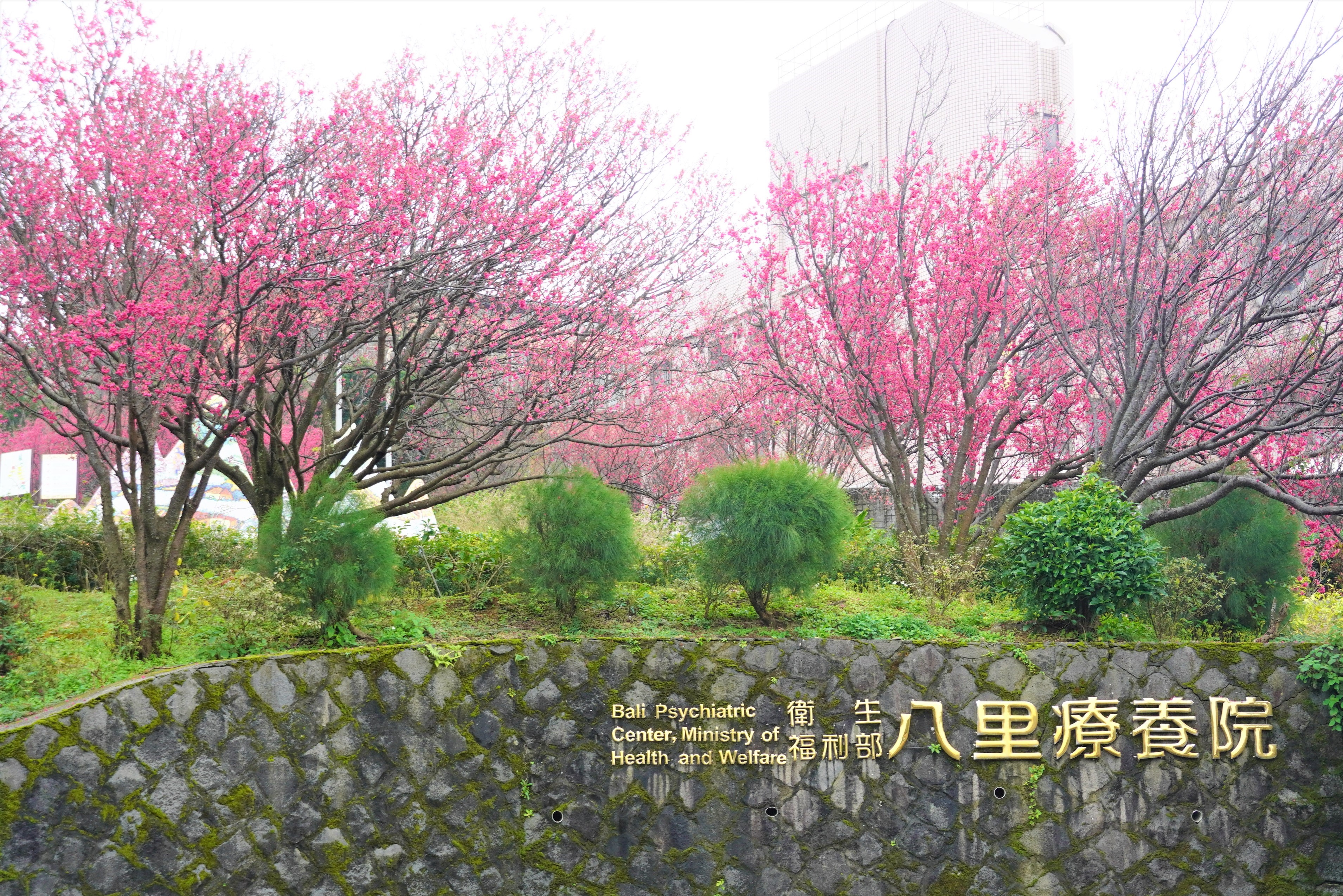 八里療養院一直是新北的賞櫻祕境，園區內櫻以山櫻花與八重櫻為最主。（八里區公所提供）