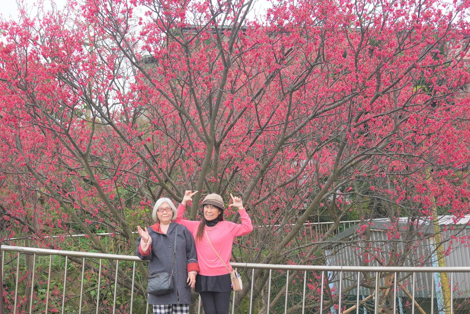八里療養院院區內有豐富的人文景觀及美麗的開闊視野,一直是新北的賞櫻祕境。(八里區公所提供)