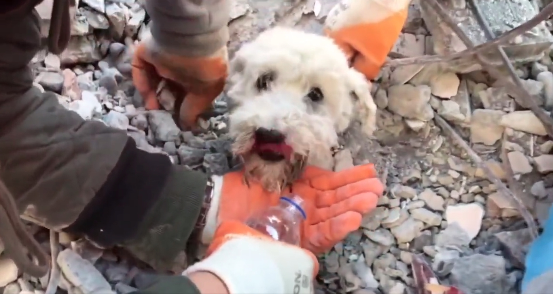 小白狗被埋在瓦礫堆中只露出一顆頭，眾人合力將牠救出。（翻攝自IG@gurcanozturkphoto）