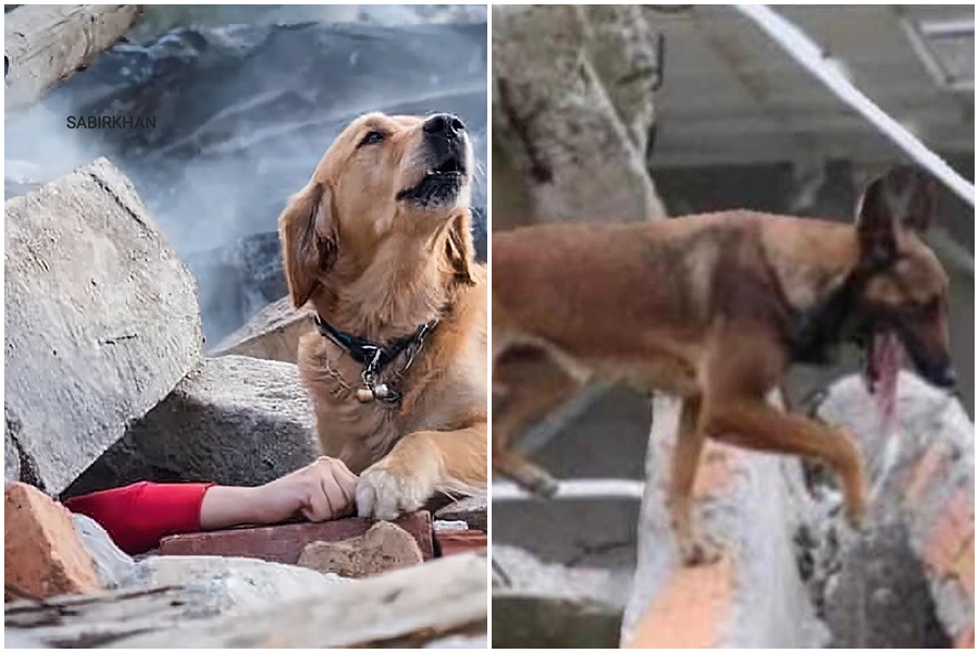 土耳其、敘利亞2國發生強震，災情慘重，救難溫馨畫面也陸續曝光。左圖證實並非這次土耳其地震救災畫面。（翻攝自推特@domdyer70）