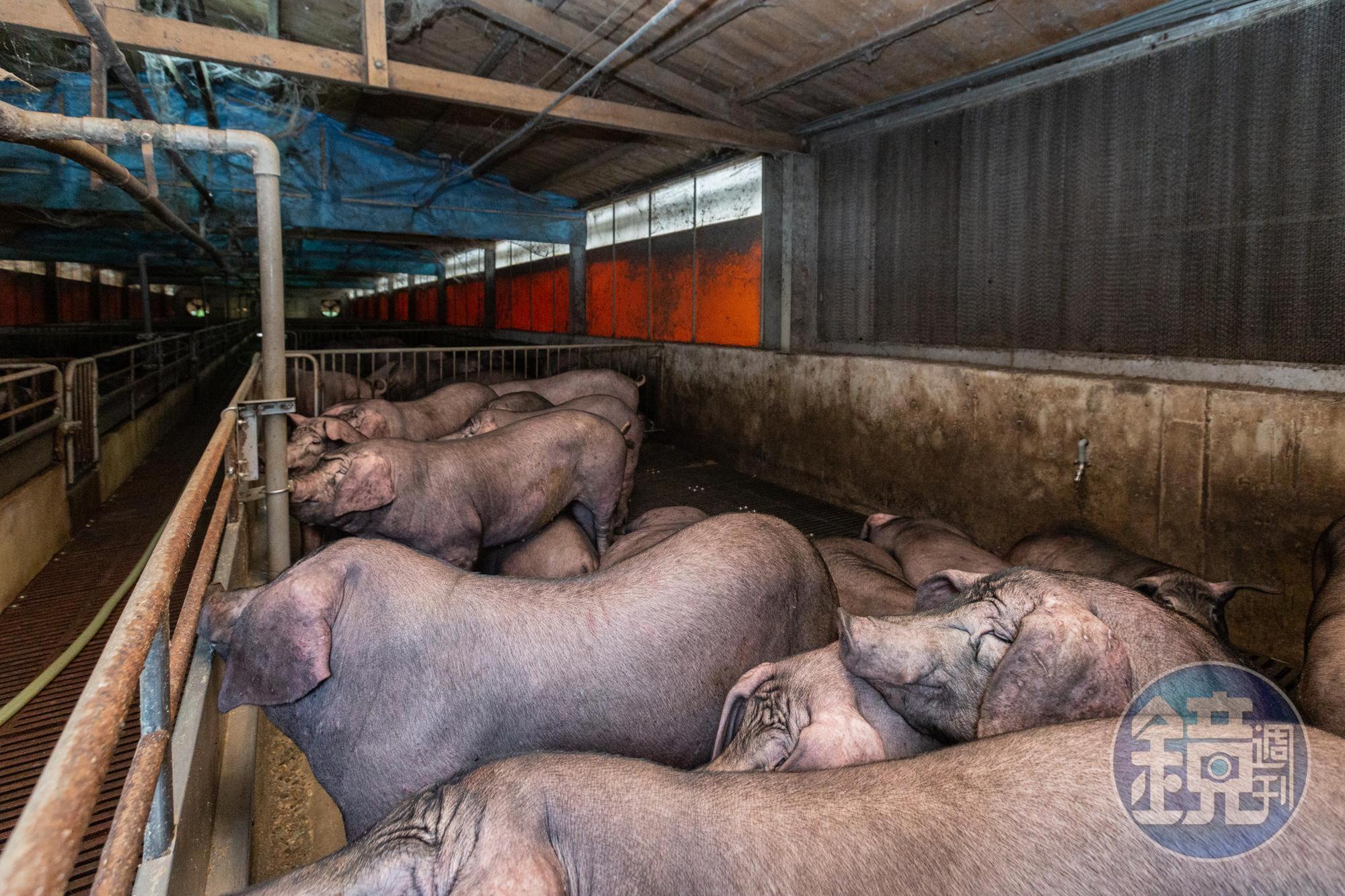 新加坡通報非洲豬瘟,自該國入境攜帶豬肉產品將重罰20萬元。(示意圖,本刊資料照)
