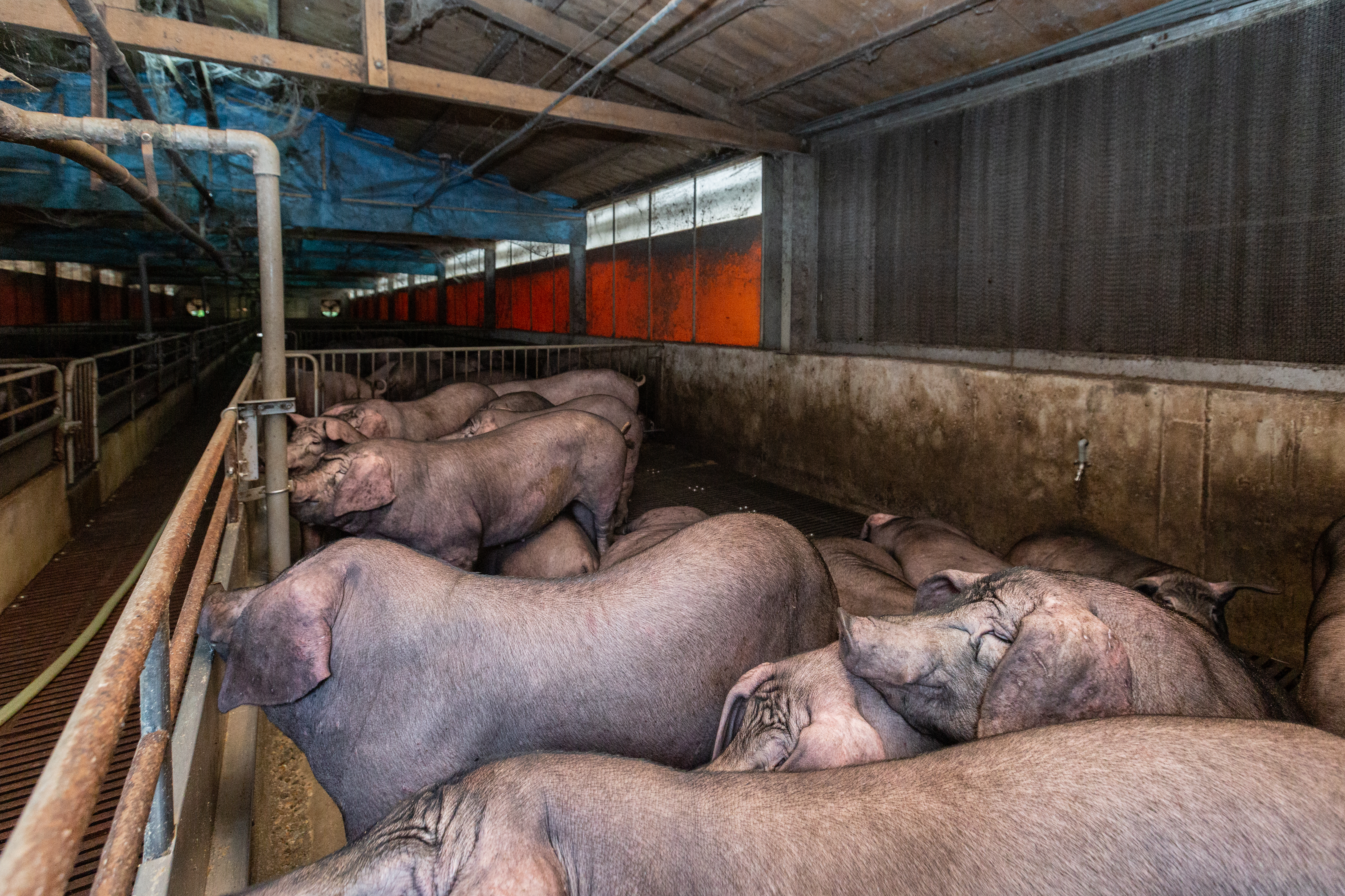 新加坡通報非洲豬瘟，自該國入境攜帶豬肉產品將重罰20萬元。（示意圖，本刊資料照）