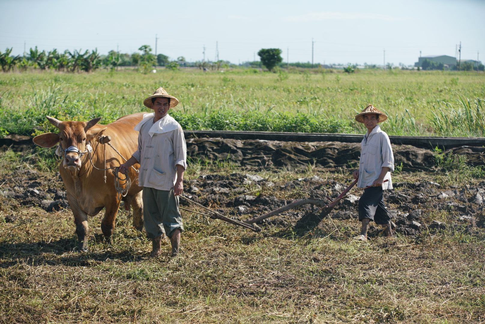 潘逸安（左）親身上陣拍牽牛犁田戲碼。（艾迪昇傳播提供）