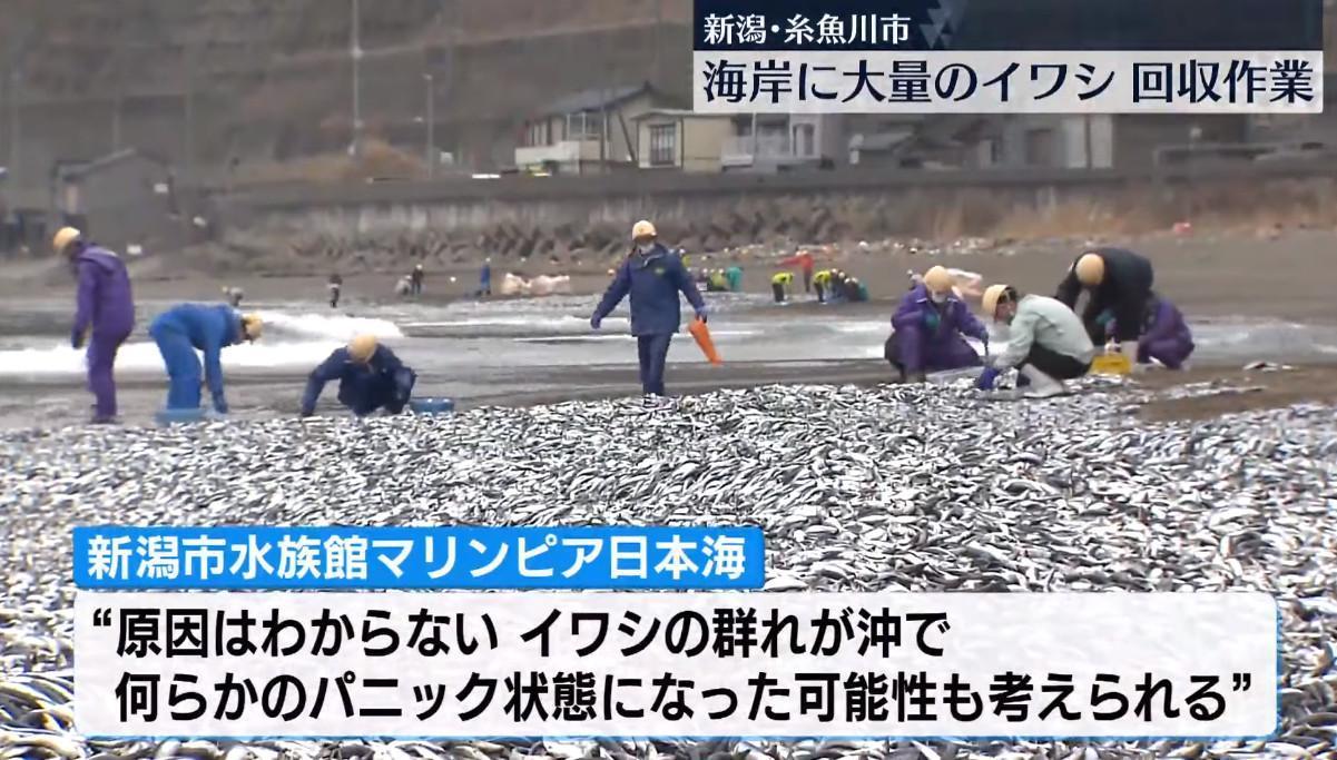 當地政府派出人員清理魚屍。(翻攝自YouTube「日テレNEWS」)