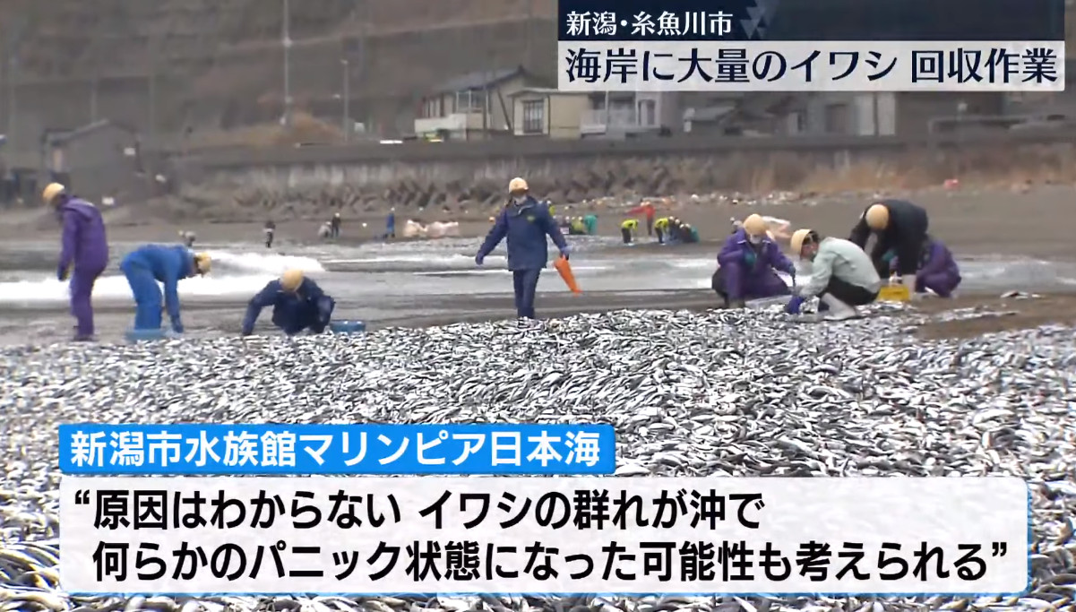 當地政府派出人員清理魚屍。(翻攝自YouTube「日テレNEWS」)