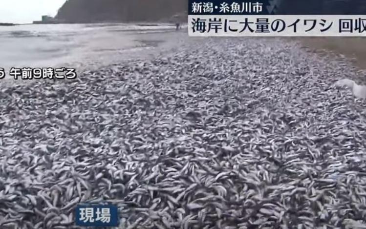 日本新潟縣糸魚川市海岸線堆積上萬沙丁魚屍體,居民憂心天有異象。(翻攝自YouTube「日テレNEWS」)