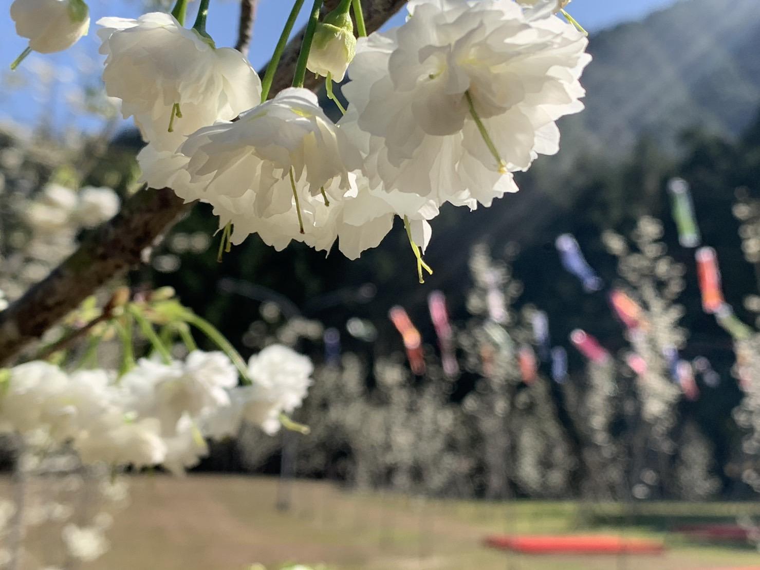 雪白柔美的「台灣雪櫻」搶先於綻放，令人看了相當舒心。