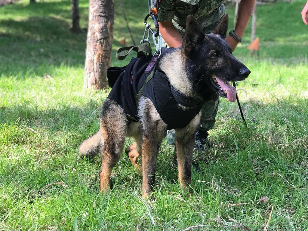 墨西哥搜救犬普羅提歐日前前往土耳其執行任務,怎料不幸過世。(翻攝自Marcelo Ebrard C. Twitter)