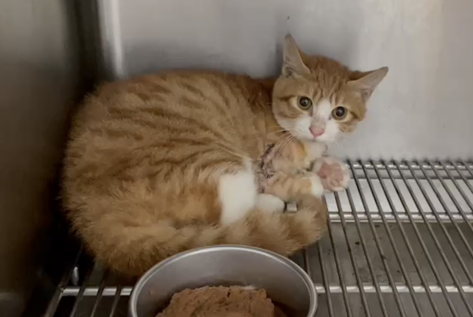 小橘貓在氧氣房進行照護，預計恢復健康後將開放民眾認養。（新北動保處提供）