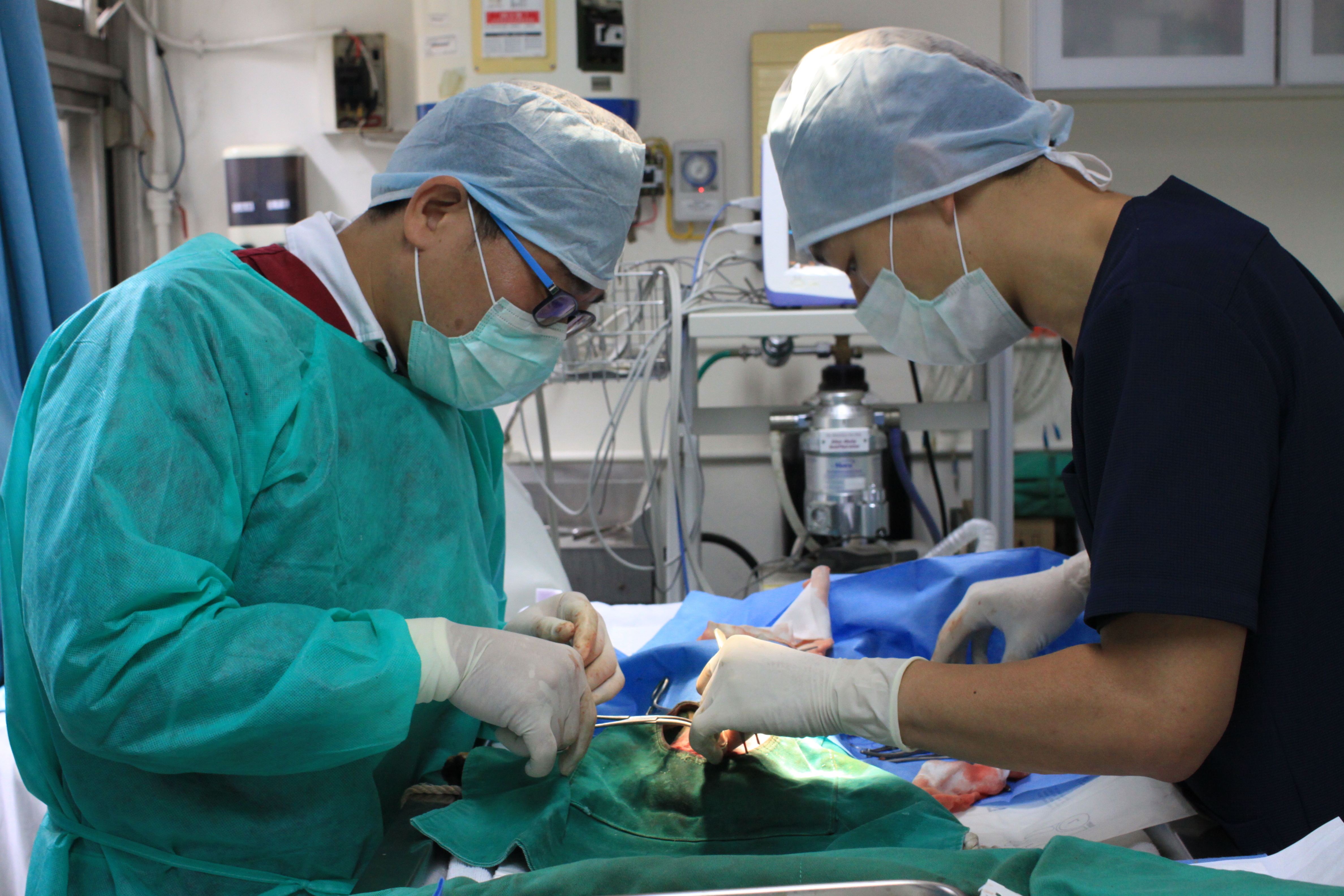 胸腔赫尼亞手術中。（新北動保處提供）