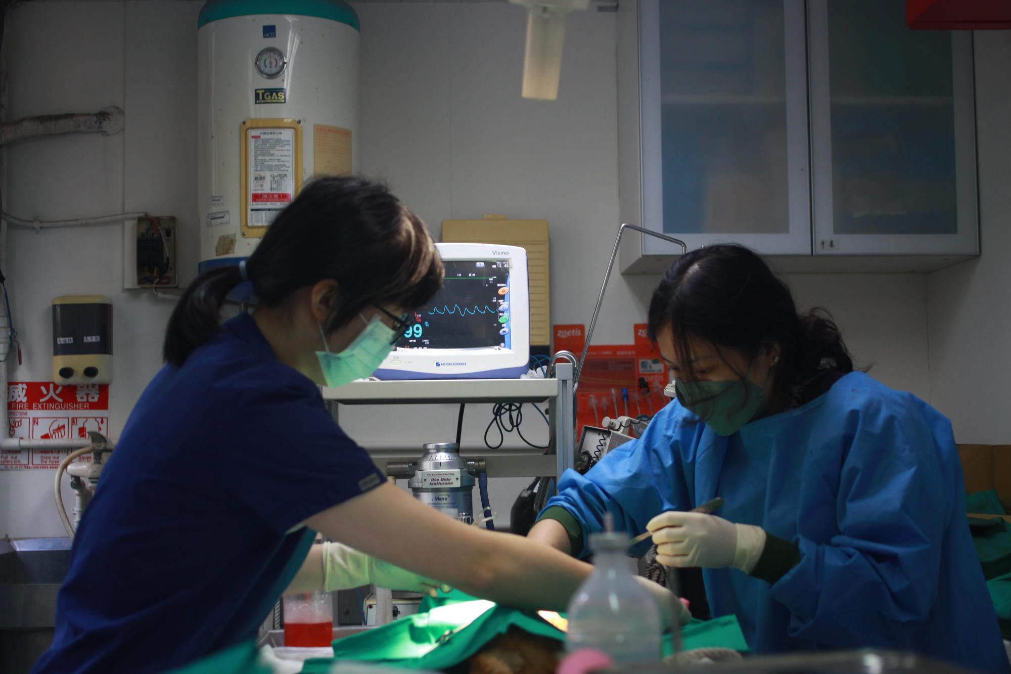 骨折斷面固定中。（新北動保處提供）