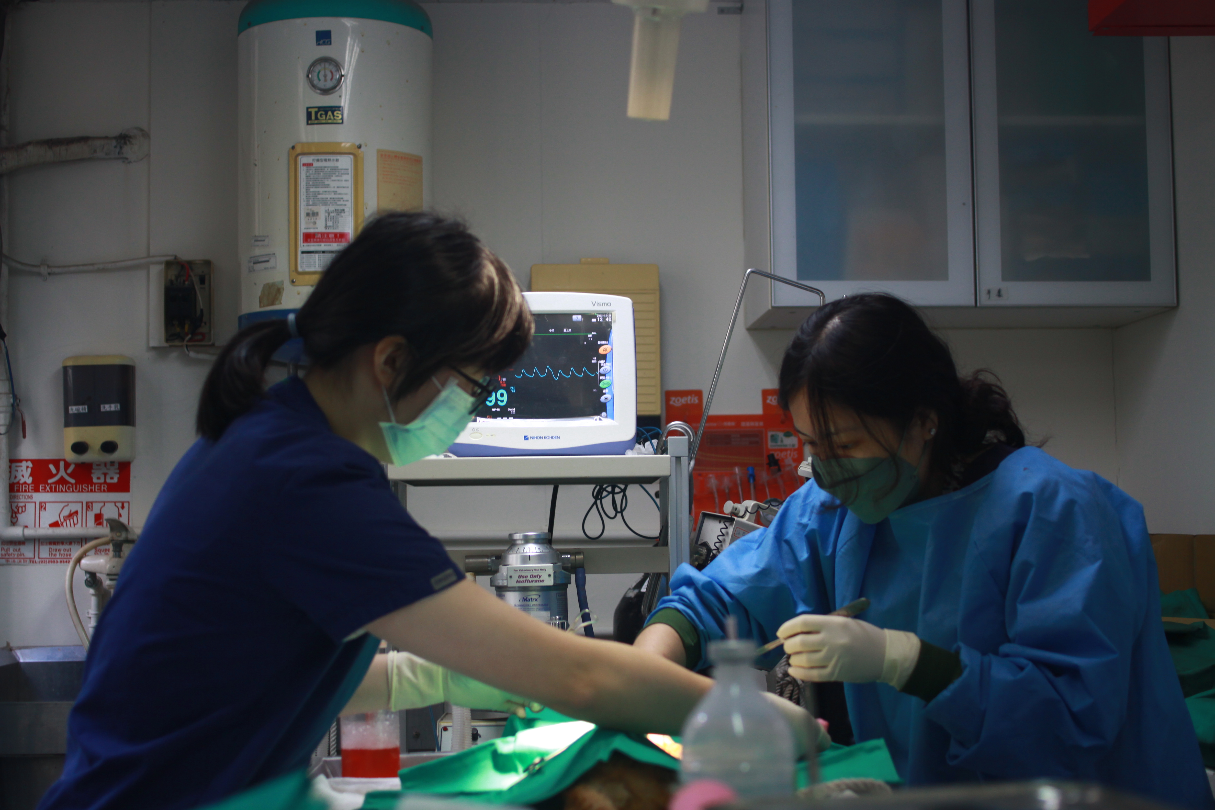 骨折斷面固定中。（新北動保處提供）