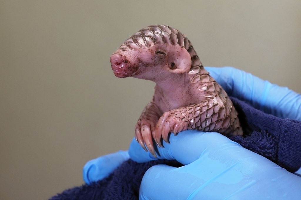 穿山甲寶寶瞇眼萌笑的照片曝光。（翻攝推特@MiroslavBobek）