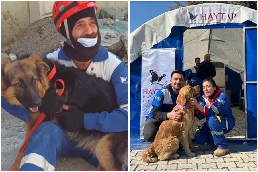 近日救難隊成員在災區的瓦礫堆下發現2隻倖存毛小孩，其中一隻狗狗一度緊抓著主人的遺體不放，畫面令人鼻酸。 （翻攝自HAYTAP臉書、官網）