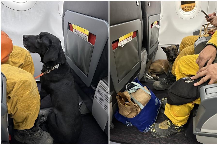 台灣超級狗英雄們搭飛機回家了。(翻攝自Taiwan in Türkiye 駐土耳其代表處臉書)