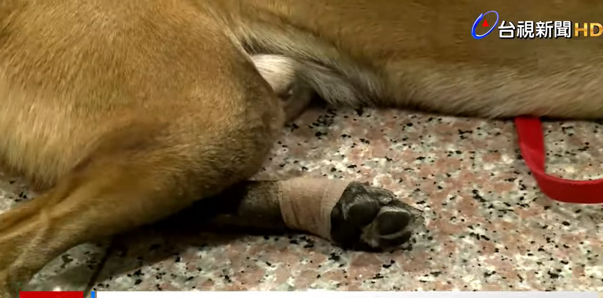 其中一隻搜救犬帶傷回家。（翻自《台視YouTube》）