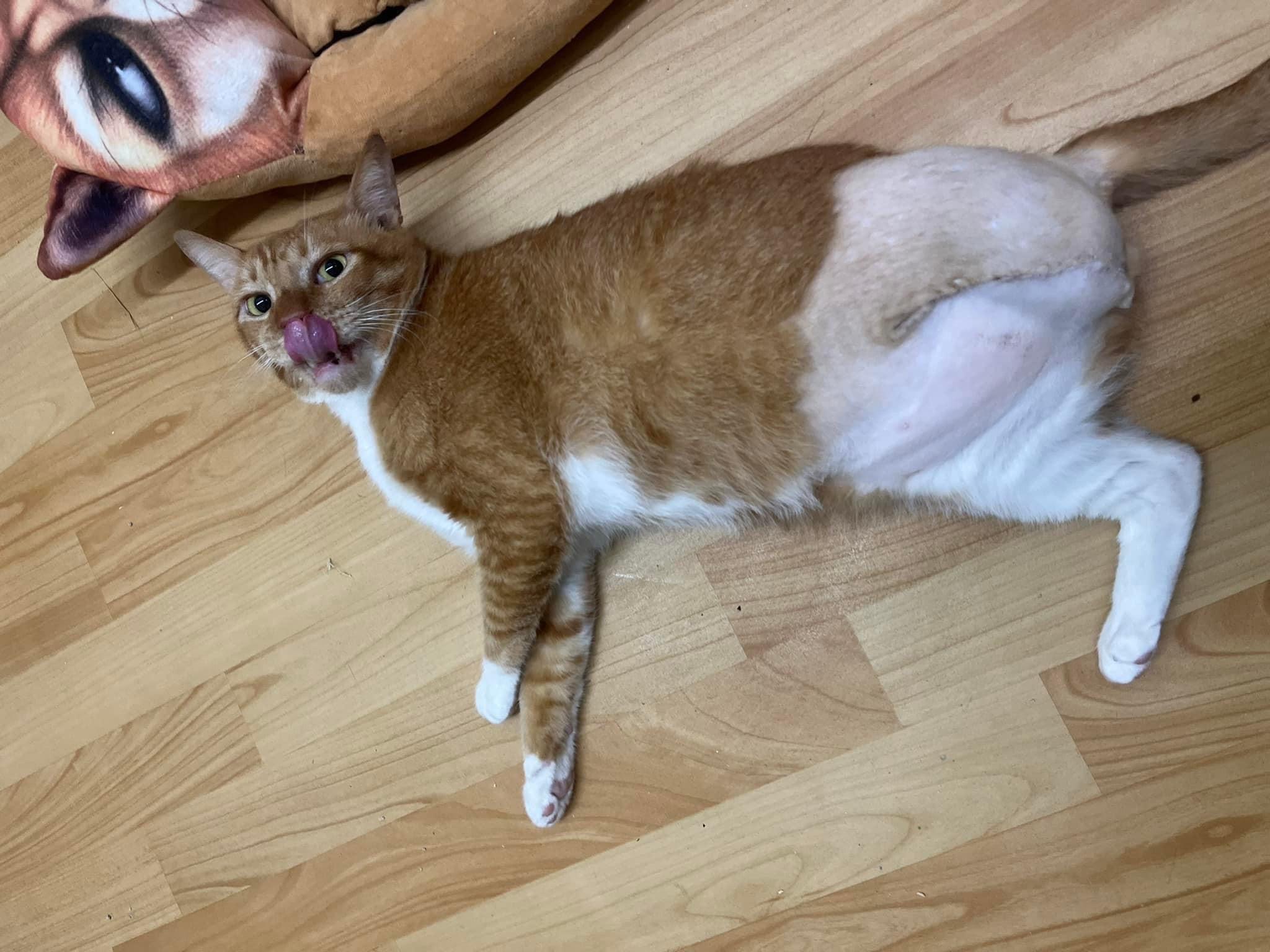 獸醫師最終決定將已無用的左後腳截肢，以避免持續外傷和感染風險，也順利讓「哈吉」被認養。（新北動保處提供）