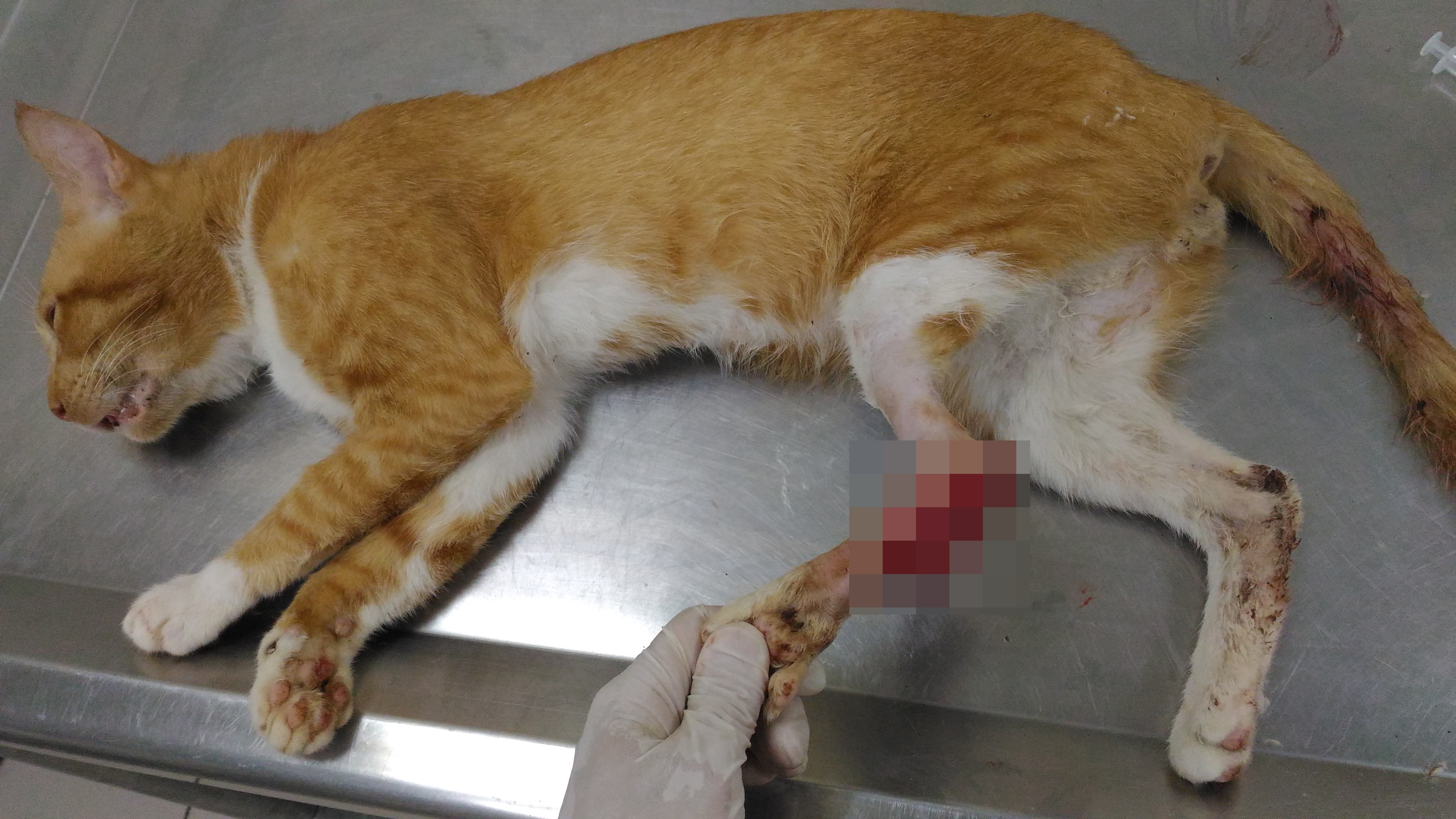 流浪貓「哈吉」，由於左後腳腳踝韌帶斷裂、腳跟外傷，後送至中和動物之家醫療收容。（新北動保處提供）