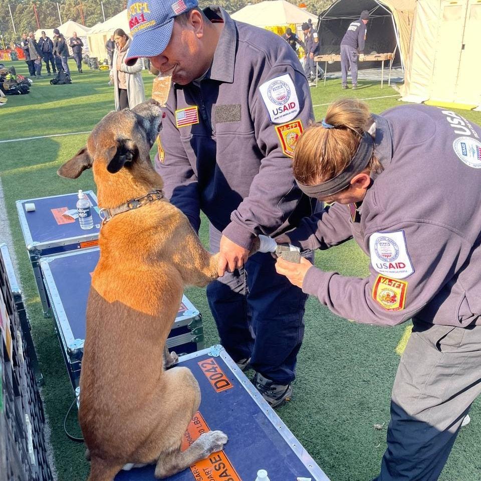 搜救犬右手掌受傷，牠乖巧坐下等待獸醫師包紮傷口。（翻攝自臉書Virginia Task Force 1 Urban Search and Rescue）