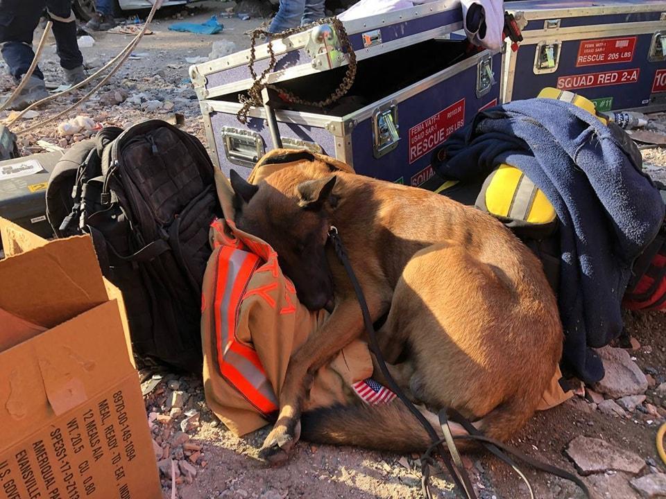 搜救犬桑德爾累壞了，在旁休息儲備體力。（翻攝自臉書Virginia Task Force 1 Urban Search and Rescue）