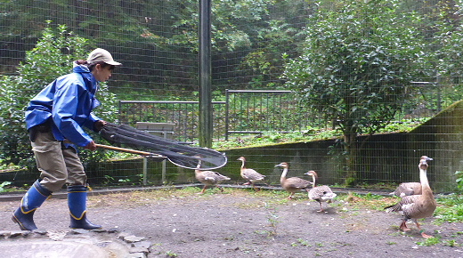 東京疑現禽流感拉警報！3隻動物園鴨鴨相繼染疫死亡，鳥類園區戒備。（翻自nodai.ac.jp）