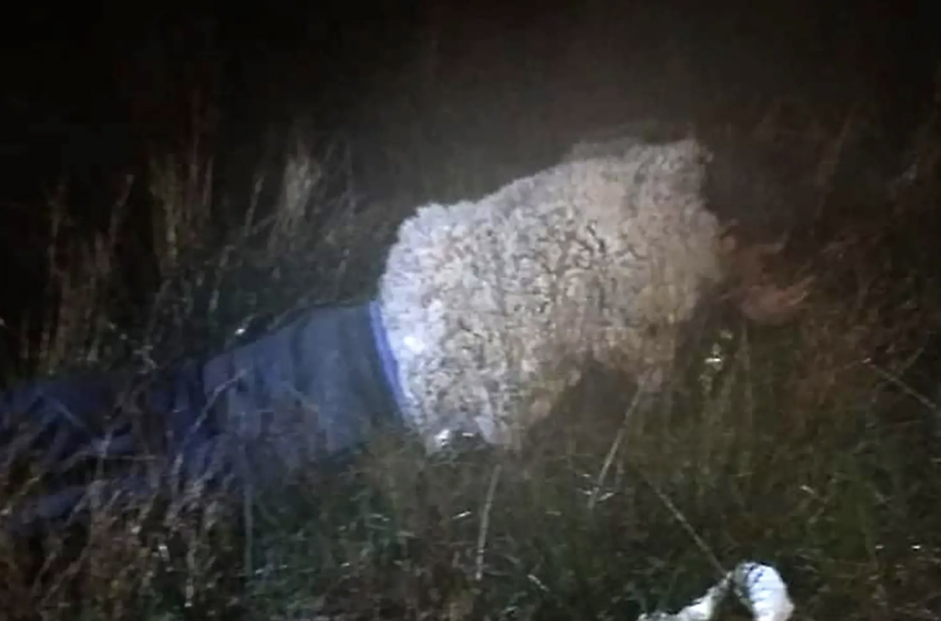 玻利維亞一名殺人犯異想天開,在身上披上羊皮逃獄,最後仍被識破。(翻攝自紐約郵報)
