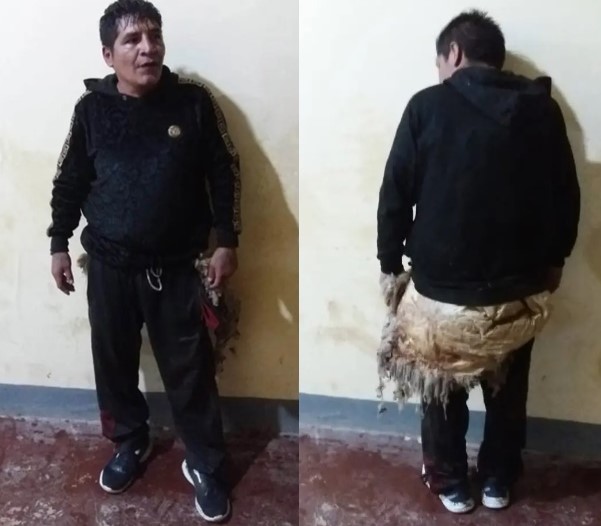 玻利維亞一名殺人犯異想天開，在身上披上羊皮逃獄，最後仍被識破。（翻攝自紐約郵報）