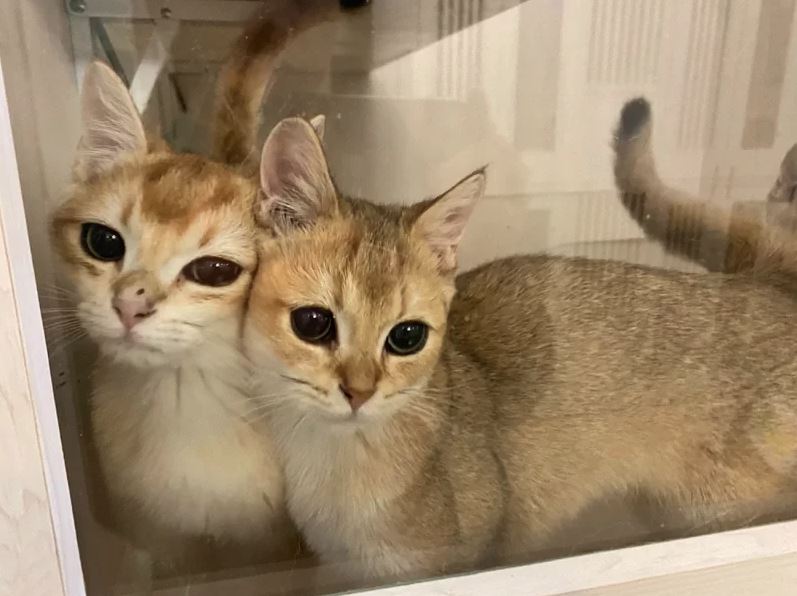 新北市蘆洲區一間貓舍竟內藏製毒場所。（翻攝畫面）