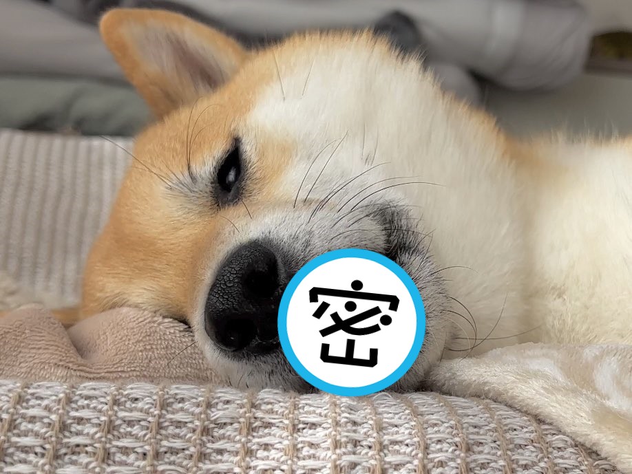  柴犬風太一張睡覺萌照短短一天就累積500萬次觀看。（圖擷自推特@fufufufufu_ta）