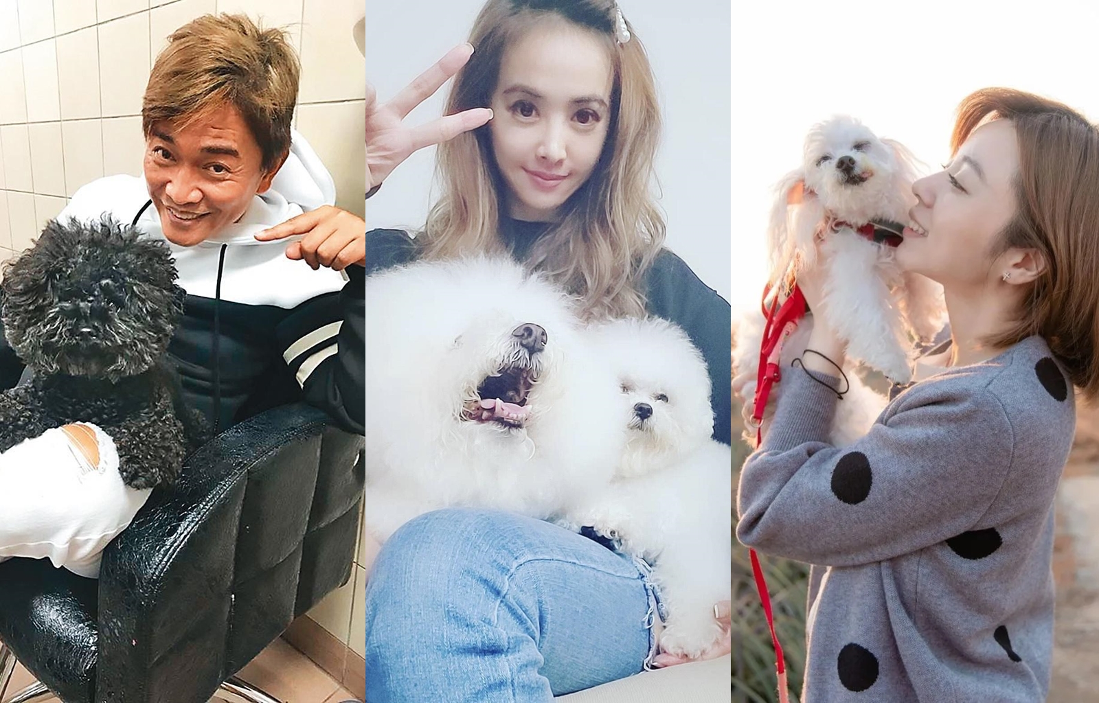演藝圈許多明星寵物不離身。（翻攝畫面）